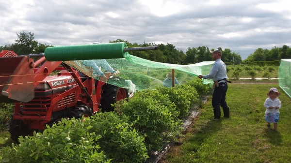 Economical Bird Netting Economical Anti-Bird Netting