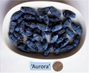 Aurora Haskap Plants Aurora Haskap Plants