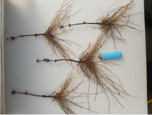 Organic Indigo Gem #1 Bare Root Cuttings Organic Indigo Gem #1 Bare Root Cuttings