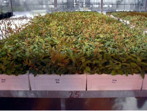 Berry Smart Blue TM (Pollenizer) Plugs Berry Smart Blue TM (Pollenizer) Plugs