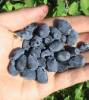 Indigo Gem Haskap Plants
