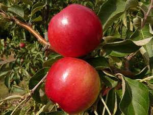 Autumn Delight Apple Tree Autumn Delight Apple Tree
