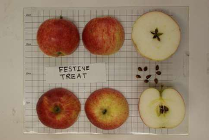 Festive Treat Apple Tree Festive Treat Apple Tree