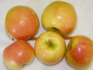 Prairie Sensation Apple Tree Prairie Sensation Apple Tree