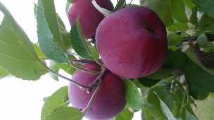 TreasuRed Columnar Apple Tree TreasuRed Columnar Apple Tree