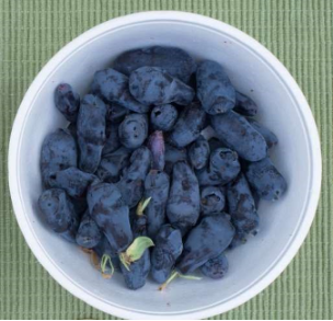 Boreal Beast Haskap Plants Boreal Beast Haskap Plants