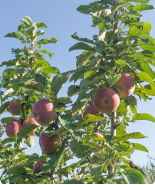 Apple Tree Store